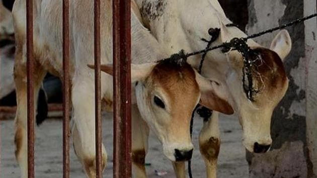 A special committee was also constituted in the past to tackle the human-animal conflict that has been going on campus at present.(AFP)