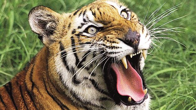 Ban development in tiger habitats, advises conservation body