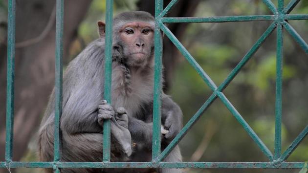 Monkey menace is a routine affair in the streets of Agra. It recently took the life of a 55-year old.(Parveen Kumar/Hindustan Times) Monkey menace is a routine affair in the streets of Agra. It recently took the life of a 55-year old.(Parveen Kumar/Hindustan Times)