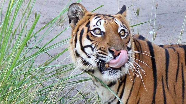 The data can become a basis to resolve the long pending issue of declaring critical tiger habitats under the Forest Rights Act 2005 through philosophy of co-existence.(Sushil Prajapati/HT FILE PHoto)