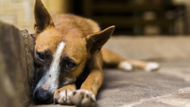 A man has been booked for brutally beating up a stray dog with a stick in Kasarwadi, Bhosari. A video of the incident had gone viral on social media on Tuesday. (PHOTO FOR REPRESENTATION PURPOSE ONLY) A man has been booked for brutally beating up a stray dog with a stick in Kasarwadi, Bhosari. A video of the incident had gone viral on social media on Tuesday. (PHOTO FOR REPRESENTATION PURPOSE ONLY)