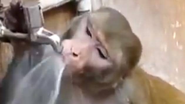 The 11-second Tik Tok clip shows the monkey perched on a pipe while drinking water. (Twitter/@DrSYQuraishi) The 11-second Tik Tok clip shows the monkey perched on a pipe while drinking water. (Twitter/@DrSYQuraishi)
