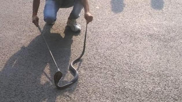 Security personnel posted at Rashtrapati Bhavan spotted a three-foot cobra inside the security cabin and called a NGO that specialises in rescuing wild animals(HT Photo)