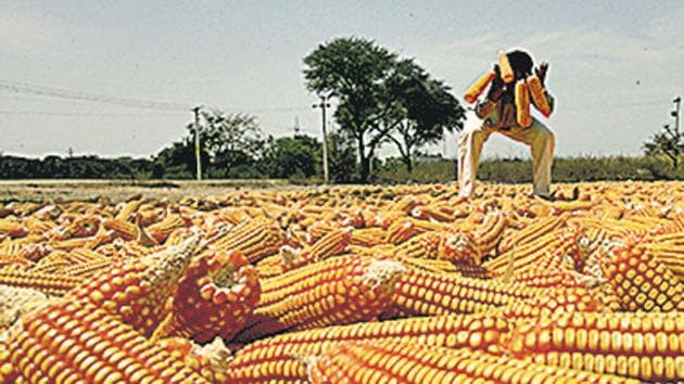 The only region so far free from infestation – food bowl states in northwest India – is being fast raided by the worm, which can travel thousands of kilometers aided by winds alone.(Kunal Patil/ HT Photo)