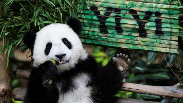 A nineteen-month-old female panda cub Yi Yi, born to parents Liang Liang and Xing Xing on loan from China, eats during her naming ceremony at the National Zoo in Kuala Lumpur, Malaysia. (Lim Huey Teng / REUTERS) A nineteen-month-old female panda cub Yi Yi, born to parents Liang Liang and Xing Xing on loan from China, eats during her naming ceremony at the National Zoo in Kuala Lumpur, Malaysia. (Lim Huey Teng / REUTERS)