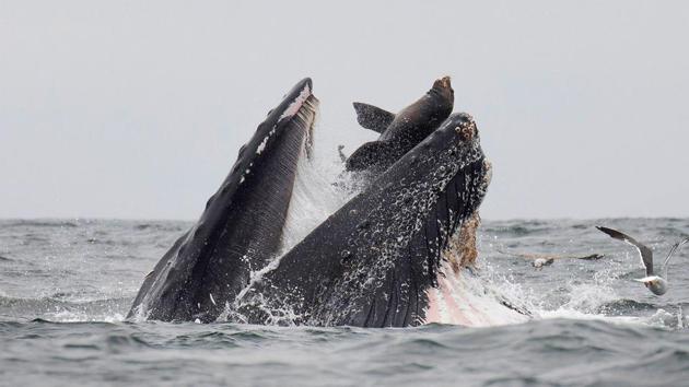 A sea lion is accidentally caught in the mouth of a humpback whale in Monterey Bay, California. In this stunning photo, a wildlife photographer has captured a rare sight of a sea lion falling into the mouth of a humpback whale in what he called a “once-in-a-lifetime” moment. (Chase Dekker / AFP) A sea lion is accidentally caught in the mouth of a humpback whale in Monterey Bay, California. In this stunning photo, a wildlife photographer has captured a rare sight of a sea lion falling into the mouth of a humpback whale in what he called a “once-in-a-lifetime” moment. (Chase Dekker / AFP)