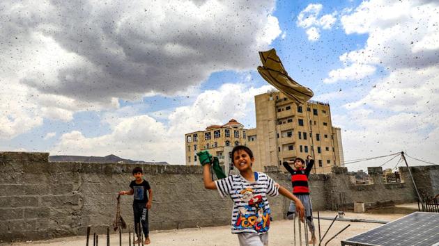 Children try to catch locusts on a rooftop as they swarm over the Houthi rebel-held Yemeni capital Sanaa. (Mohammed Huwais / AFP) Children try to catch locusts on a rooftop as they swarm over the Houthi rebel-held Yemeni capital Sanaa. (Mohammed Huwais / AFP)