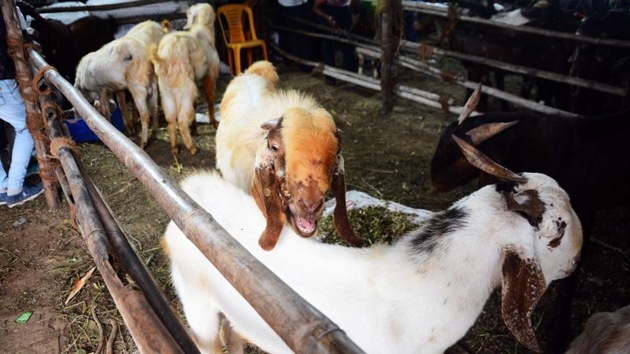 According to a press release by the civic body, 82,000 animals have been registered at Deonar abattoir till date, of which 81,308 are sheep and goats and 1,500 are bovines. Image used for representational purpose only.(Photo: Shankar Narayan/ Hindustan Times) According to a press release by the civic body, 82,000 animals have been registered at Deonar abattoir till date, of which 81,308 are sheep and goats and 1,500 are bovines. Image used for representational purpose only.(Photo: Shankar Narayan/ Hindustan Times)