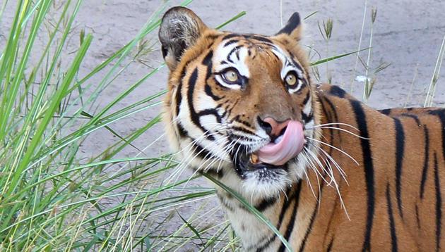 Experts say tigers are now limited to tiger reserves and tiger landscapes. But the northeastern landscape and the central Indian landscapes are not connected at all, making certain populations extremely vulnerable.(Sushil Prajapati/HT Photo)