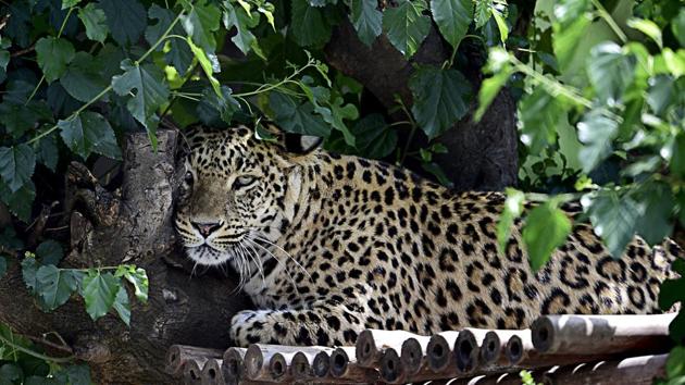 The maiden leopard census is expected to begin in Pilibhit Tiger Reserve (PTR) located in the western UP district of Pilibhit bordering Nepal after the monsoonPhoto by Ravi Kumar/Hindustan Times