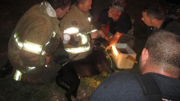 The brave furry creature, however, got trapped inside the home. (Facebook/@newalbanyfirerescue) The brave furry creature, however, got trapped inside the home. (Facebook/@newalbanyfirerescue)