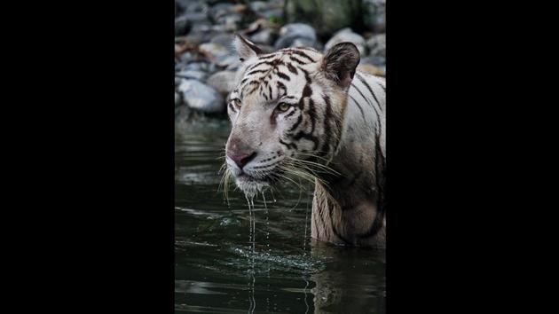 A white tiger stands in water inside its enclosure at the Alipore zoo in Kolkata, West Bengal, on World Tiger day, 29th July. India’s tiger population has grown to nearly 3,000, making the country one of the safest habitats for the endangered animal. (Bikas Das / AP) A white tiger stands in water inside its enclosure at the Alipore zoo in Kolkata, West Bengal, on World Tiger day, 29th July. India’s tiger population has grown to nearly 3,000, making the country one of the safest habitats for the endangered animal. (Bikas Das / AP)