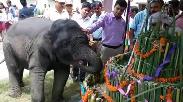 Corbett Tiger Reserve officials made a 140kg cake for Sawan, a one-year old elephant calf. (SOURCED) Corbett Tiger Reserve officials made a 140kg cake for Sawan, a one-year old elephant calf. (SOURCED)