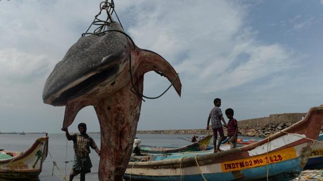 An Indian man stands with a whale shark that washed ashore and was lifted out by a crane for inspection by officials at Kasimedu fishing harbour in Chennai, Tamil Nadu. (Arun Sankar / AFP) An Indian man stands with a whale shark that washed ashore and was lifted out by a crane for inspection by officials at Kasimedu fishing harbour in Chennai, Tamil Nadu. (Arun Sankar / AFP)