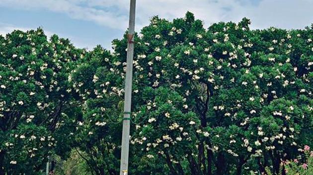 The traffic island in central Delhi that contains a grove of fulgent frangipani trees laden with white flowers resembling stars. (HT Photo) The traffic island in central Delhi that contains a grove of fulgent frangipani trees laden with white flowers resembling stars. (HT Photo)