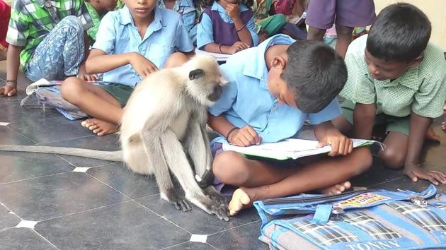 The grey female langur, Lakshmi, attending the school in Andhra Pradesh.