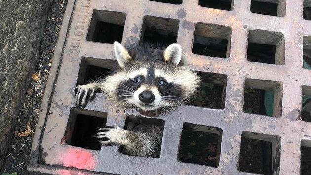A raccoon looks out from a grate after getting stuck in Newton, Massachusetts.(AFP/ Newton Fire Department) A raccoon looks out from a grate after getting stuck in Newton, Massachusetts.(AFP/ Newton Fire Department)