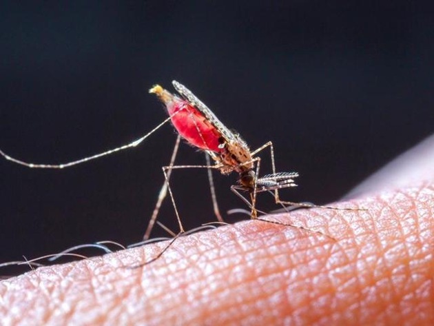 All the eight cases of malaria were caused by the Plasmodium vivax species of the malaria parasite, which happens to be the most frequent carrier of the disease.(Shutterstock)