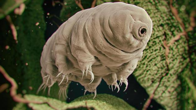 Tardigrades are microscopic creatures. They likely made it out alive following a crash landing on the lunar surface by Israel’s Beresheet probe in April, the US-based organization responsible for their trip said Tuesday.