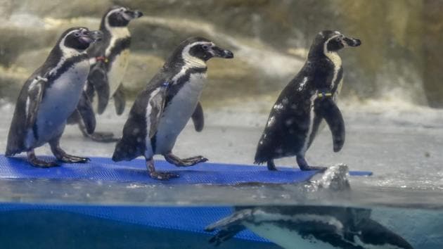 Seven penguins – Bubble, Mr Molt, Donald, Daisy, Popeye, Olive and Flipper – were put up for public display in March 2017.(Kunal Patil/HT Photo)