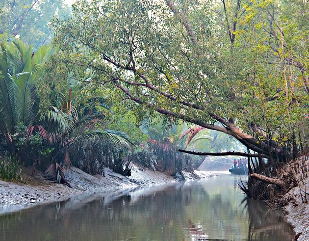 The Sunderbans.(Shutterstock) The Sunderbans.(Shutterstock)