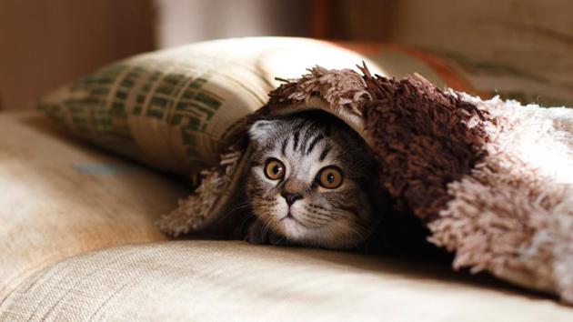 international cat day 8 furball videos