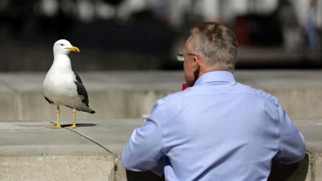 A seagull and a man look at each other on a warm spring day in London. (REUTERS) A seagull and a man look at each other on a warm spring day in London. (REUTERS)