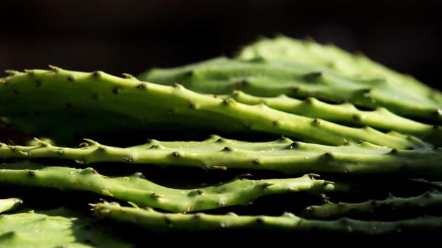 View of white Nopal cactus collected in Zapopan. Pascoe says her new material would be no more than a “drop in the ocean” in the battle to preserve the environment. More than eight million tons of plastics enter the world’s oceans every year. (Ulises Ruiz / AFP)