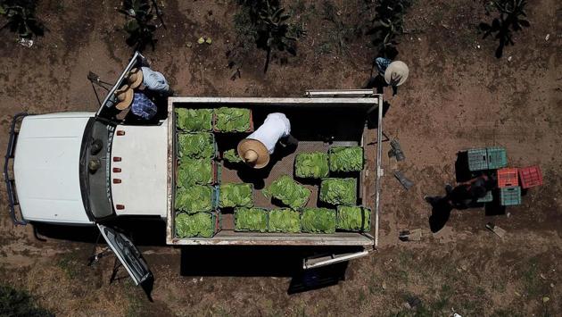 An aerial view of workers collecting white nopal in Zapopan. In May, Mexico City adopted a “historic” ban on plastic bags beginning in 2020. From 2021, straws, plastic plates and cutlery, and balloons will also be banned if they’re made “entirely or partially from plastic,” according to the bill adopted by the local congress. (Ulises Ruiz / AFP)