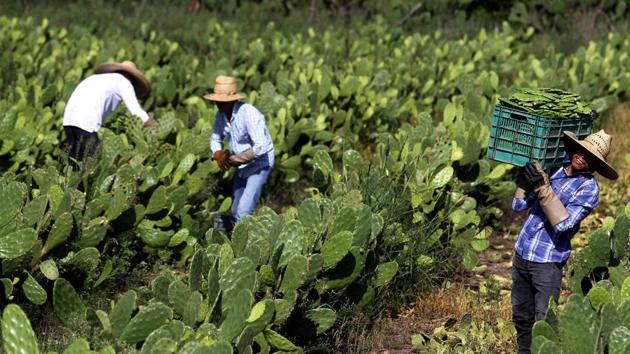 Given the rampant production of industrial plastics and the time it takes to make Pascoe’s material, there would need to be “other recycling strategies” to make any concrete difference, she said. Latin America and the Caribbean account for around 10 percent of worldwide waste, according to United Nations figures. (Ulises Ruiz / AFP)