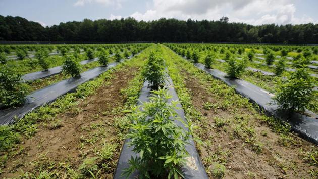 Cannabis plants grow at a WeedMD Inc. outdoor facility in Strathroy, Ontario. WeedMD is one of 13 Canadian pot companies that have been granted outdoor cultivation licenses in an industry that predominantly grows in greenhouses or warehouses. (Cole Burston / Bloomberg) Cannabis plants grow at a WeedMD Inc. outdoor facility in Strathroy, Ontario. WeedMD is one of 13 Canadian pot companies that have been granted outdoor cultivation licenses in an industry that predominantly grows in greenhouses or warehouses. (Cole Burston / Bloomberg)