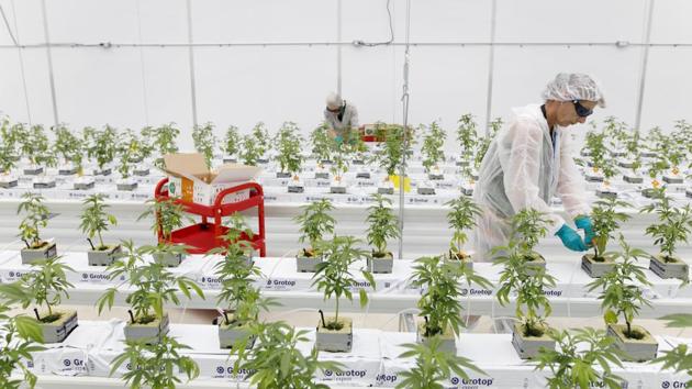 A worker places predatory mite sachets on cannabis plants at a WeedMD Inc. growing facility. The appeal is clear: growing outdoors can cost as little as one-fifth that of greenhouse production and it can be marketed as being grown “au naturel” under the sun. It can also carry higher risk from pests, pesticides and weather. (Cole Burston / Bloomberg) A worker places predatory mite sachets on cannabis plants at a WeedMD Inc. growing facility. The appeal is clear: growing outdoors can cost as little as one-fifth that of greenhouse production and it can be marketed as being grown “au naturel” under the sun. It can also carry higher risk from pests, pesticides and weather. (Cole Burston / Bloomberg)