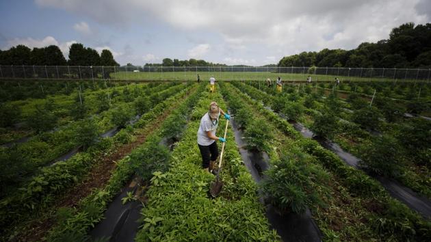 A worker turns up soil between rows of cannabis plants at the WeedMD Inc. outdoor growing facility. Critics say outdoor cannabis is more susceptible to pest infestations and contamination from pesticides at neighboring farms. Detractors also say the long Canadian winters don’t make the country ideal for growing pot, with the plant better suited to the benign climate of places like California, where outdoor growing is widespread. (Cole Burston / Bloomberg) A worker turns up soil between rows of cannabis plants at the WeedMD Inc. outdoor growing facility. Critics say outdoor cannabis is more susceptible to pest infestations and contamination from pesticides at neighboring farms. Detractors also say the long Canadian winters don’t make the country ideal for growing pot, with the plant better suited to the benign climate of places like California, where outdoor growing is widespread. (Cole Burston / Bloomberg)