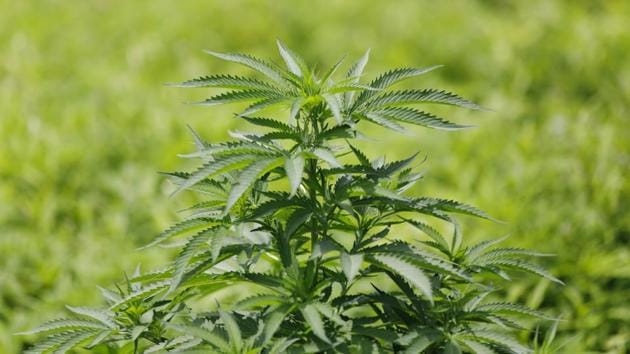 Most farm-grown pot will be used in products like edibles, beverages and vape pens, where the quality of the original plant matters less than in smokable dried-flower. “Outdoor-grown cannabis is going to be something that people will seek out,” Merker said. “We think that from a marketing perspective there’s a tremendous opportunity for a sun-grown, natural product.” (Cole Burston / Bloomberg) Most farm-grown pot will be used in products like edibles, beverages and vape pens, where the quality of the original plant matters less than in smokable dried-flower. “Outdoor-grown cannabis is going to be something that people will seek out,” Merker said. “We think that from a marketing perspective there’s a tremendous opportunity for a sun-grown, natural product.” (Cole Burston / Bloomberg)