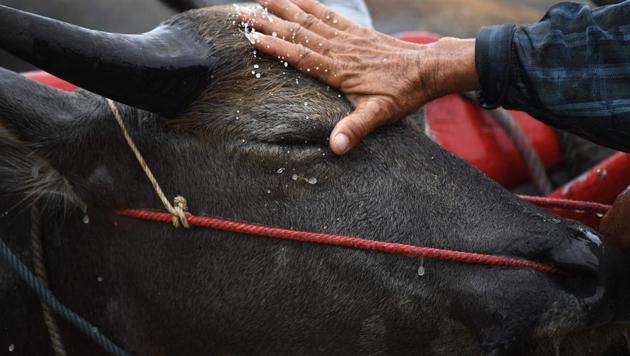A cattle smuggler was gunned down in West Bengal. (AFP Photo (Representative image)) A cattle smuggler was gunned down in West Bengal. (AFP Photo (Representative image))