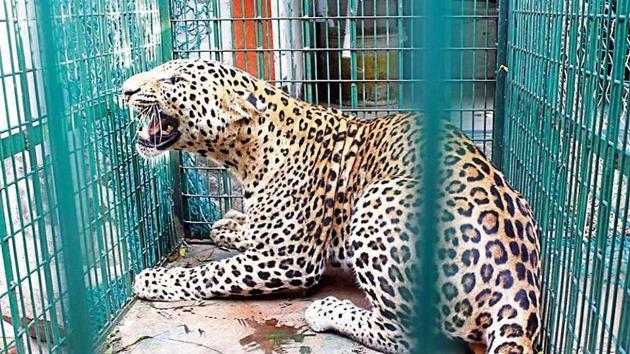 Wildlife officials said the 45-kg male leopard would heal soon, and would be released in the early hours of Saturday. (Yogendra Kumar/HT PHOTO) Wildlife officials said the 45-kg male leopard would heal soon, and would be released in the early hours of Saturday. (Yogendra Kumar/HT PHOTO)