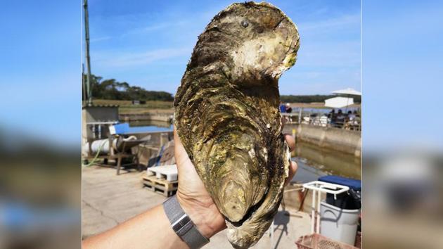 An employee of an oyster farm caught the mega-mollusc.(AFP File Photo)