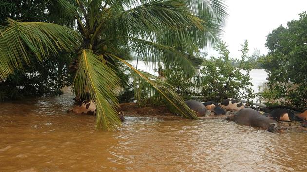 Animal carcasses seen in flood hit area of Nilewadi in Kolhapur, India, on Friday, August 9, 2019. (Anil Velhal/HT PHOTOS) Animal carcasses seen in flood hit area of Nilewadi in Kolhapur, India, on Friday, August 9, 2019. (Anil Velhal/HT PHOTOS)
