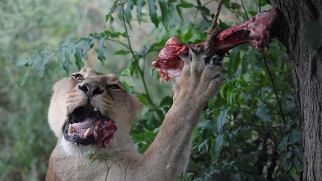 An Asiatic lioness eats meat during feeding time ahead of World Lion Day, at London Zoo in London, Britain. (Toby Melville / REUTERS)