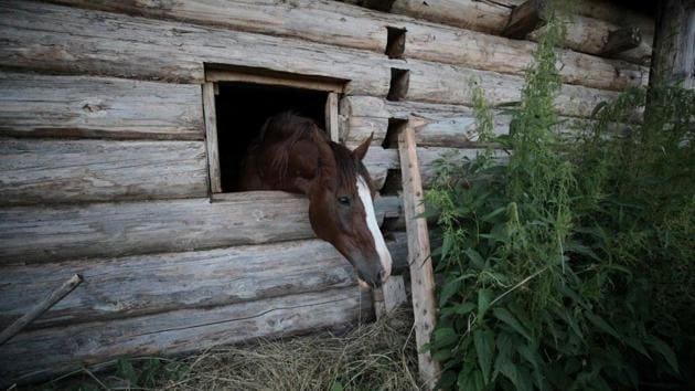 A horse looks out from the window of a shed in Bobrovka. Some five hours drive from the nearest major Siberian city of Omsk, Bobrovka boasts wooden houses built in the traditional Latvian style and makes cheese based on Latvian recipes. (Alexei Malgavko / AFP) A horse looks out from the window of a shed in Bobrovka. Some five hours drive from the nearest major Siberian city of Omsk, Bobrovka boasts wooden houses built in the traditional Latvian style and makes cheese based on Latvian recipes. (Alexei Malgavko / AFP)