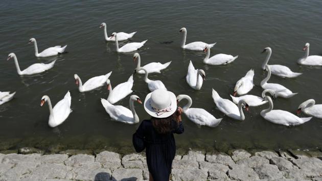 A girl feeds swans on the bank of the Danube river in Belgrade, Serbia. (Darko Vojinovic / AP)
