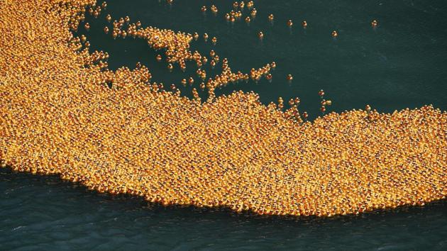 Rubber ducks float down the Chicago River during the 14th Annual Ducky Derby in Chicago, Illinois, USA. The charity event helps to raise money for Special Olympics Illinois. (Kamil Krzaczynski / AFP)