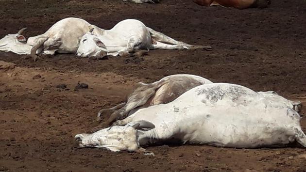 Scores of cows in Vijayawada ‘Gaushala’ died mysteriously in a space of a few hours. (HT Photo) Scores of cows in Vijayawada ‘Gaushala’ died mysteriously in a space of a few hours. (HT Photo)