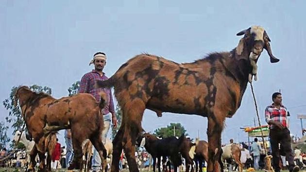 People have been asked to carry out qurbani at secluded places. People have been asked to carry out qurbani at secluded places.