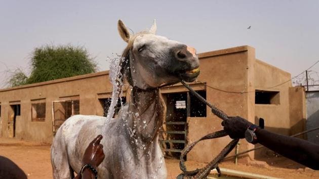 Children wash a horse before riding classes at the stables of the Equestrian Club. Around two dozen people, including children, come for riding classes in the evenings, after the searing daytime heat eases, often watched by their families. Lessons are offered daily except Friday, the Muslim holy day, for 1,400 Sudanese pounds (nearly $20) a month - a sum beyond the means of most Sudanese, let alone the cost of buying and keeping a horse at the club. (Andreea Campeanu / REUTERS) Children wash a horse before riding classes at the stables of the Equestrian Club. Around two dozen people, including children, come for riding classes in the evenings, after the searing daytime heat eases, often watched by their families. Lessons are offered daily except Friday, the Muslim holy day, for 1,400 Sudanese pounds (nearly $20) a month - a sum beyond the means of most Sudanese, let alone the cost of buying and keeping a horse at the club. (Andreea Campeanu / REUTERS)
