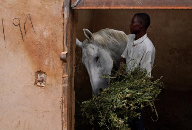 A worker feeds a horse at a private stable at the Equestrian Club, in Khartoum, Sudan. For decades the Equestrian and Racing Club has given upper-crust Sudanese the chance to learn horse riding and watch horse racing in a shady compound set apart from the surrounding urban bustle of the capital Khartoum. But the club has had to cut back activities since popular unrest erupted in December and led to the fall of autocratic President Omar al-Bashir in April, dampening high society life. (Andreea Campeanu / REUTERS) A worker feeds a horse at a private stable at the Equestrian Club, in Khartoum, Sudan. For decades the Equestrian and Racing Club has given upper-crust Sudanese the chance to learn horse riding and watch horse racing in a shady compound set apart from the surrounding urban bustle of the capital Khartoum. But the club has had to cut back activities since popular unrest erupted in December and led to the fall of autocratic President Omar al-Bashir in April, dampening high society life. (Andreea Campeanu / REUTERS)