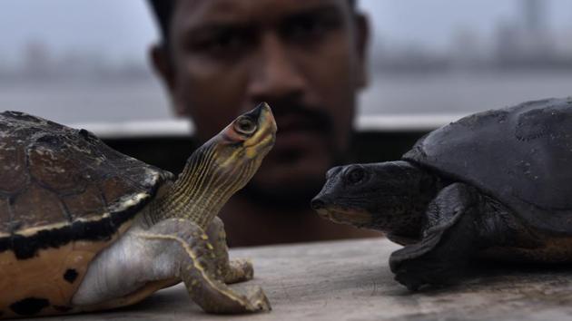 Two large turtles - Indian roofed turtle (left) and Leith's softshell turtle (right) - were rescued by a fisherman Hemant Kohli , near Worli village on Sunday. While both turtles are known to have found in inland waters, it is not clear whether they were left at sea or had washed ashore. (Anshuman Poyrekar / HT Photo) Two large turtles - Indian roofed turtle (left) and Leith's softshell turtle (right) - were rescued by a fisherman Hemant Kohli , near Worli village on Sunday. While both turtles are known to have found in inland waters, it is not clear whether they were left at sea or had washed ashore. (Anshuman Poyrekar / HT Photo)