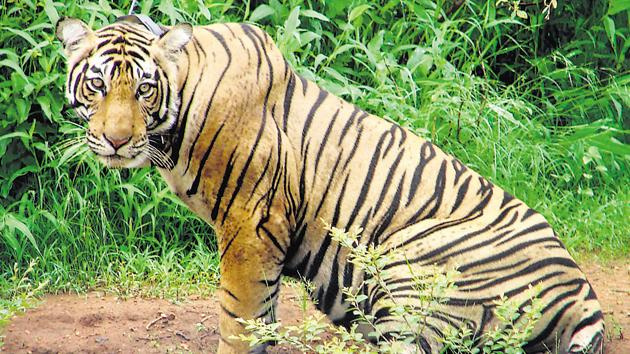 The Sariska Tiger reserve has lost four tigers and three cubs in the last 15 months.(AP Photo)