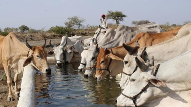A group of Cow drinking water in a water tank on a hot, sunny day on the outskirts of Jabalpur on Sunday.(ANI) A group of Cow drinking water in a water tank on a hot, sunny day on the outskirts of Jabalpur on Sunday.(ANI)