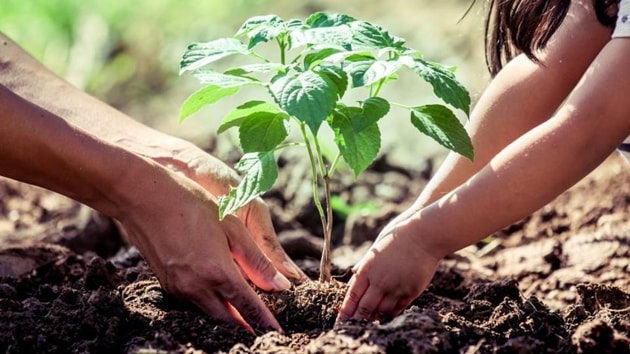 Around 5 lakh trees were planted on a single day – the highest ever the national capital had seen in recent years on a single day.(Getty Images/ Representative image)